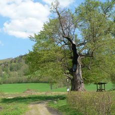 Lípa u Ztraceného potoka