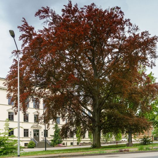 Lutherbuche Stadtbibliothek