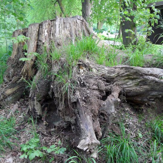 Zádušní dub v Poděbradech