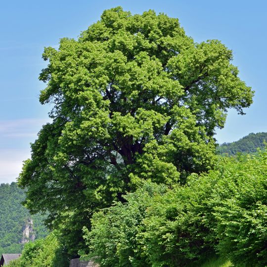 Pfarrerlinde in Ternberg