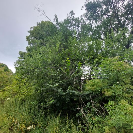 Jilm na Kozím Hřbetu