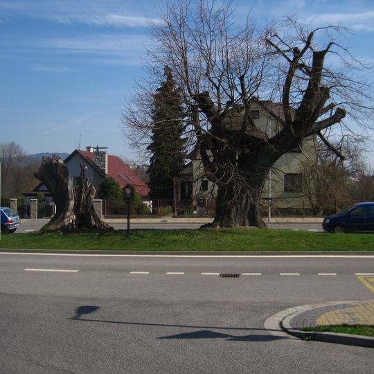 Daliměřická lípa