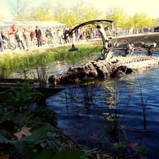 Le Crocodile du Nil - Crocodylus Niloticus