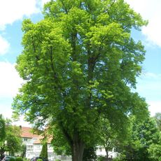 1 Linde beim ehemaligen Kloster