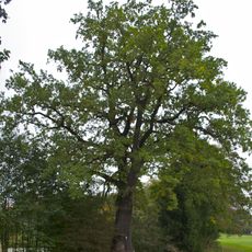 Eiche am Ortsweiher in Luftenberg