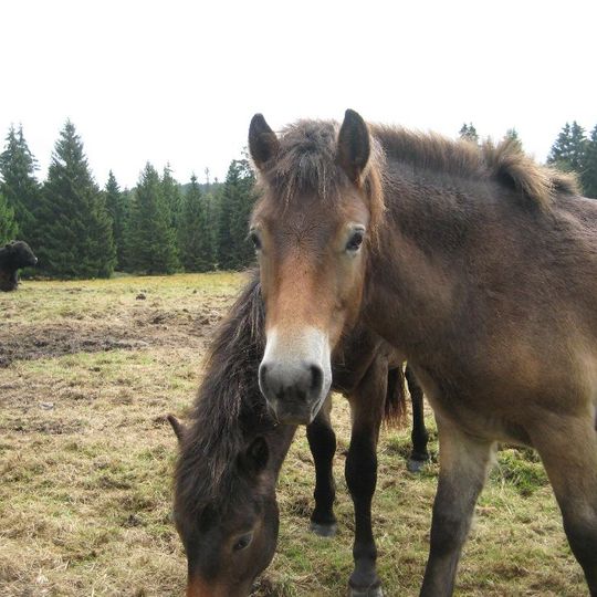 Hutewaldprojekt im Naturpark Solling-Vogler