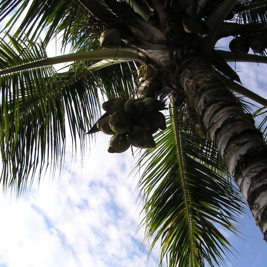 Distretto di Giong Trom