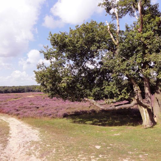 Tafelbergheide