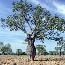 Parque Nacional Teniente Enciso