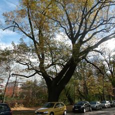 Stieleichen am Ostrower Damm