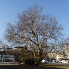 Platan na Černé louce