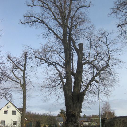 Sommerlinde Platz der Volkssolidarität Grünewald
