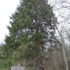 Aleksandriškių eglė