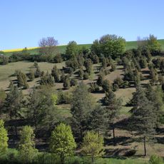 Bestand an Wacholder, Fliegenwurz, Helmknabenkraut im Gewann „Neuen Berg“