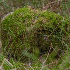 Grenzstein Fürther Stadtwald in Fürth