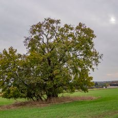 Babyky v Nové Vsi pod Pleší