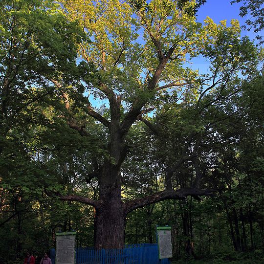 Ancient Chuvash Oak