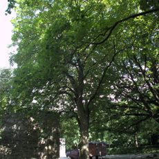 Naturdenkmal Berg-Ahorn Friedhof Lilienthalstraße