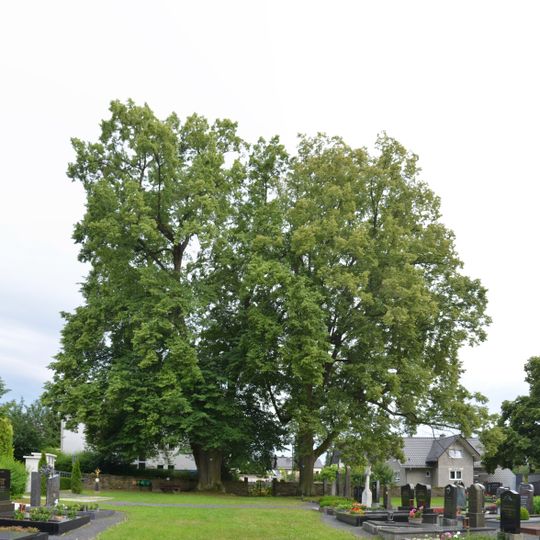 2 Winterlinden von Würges