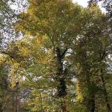 Platan v zámeckém parku Sokolnice