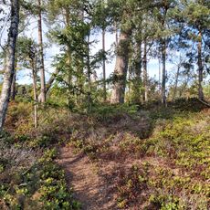 Bowl barrow 100m east of Forest Cottage
