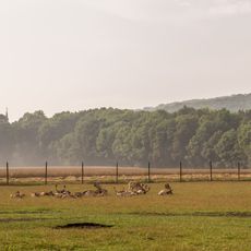 Fallow deer and mouflon compound