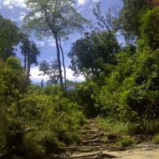 Parguaza Forest Reserve