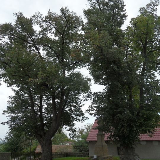 Skupina dvou lip malolistých