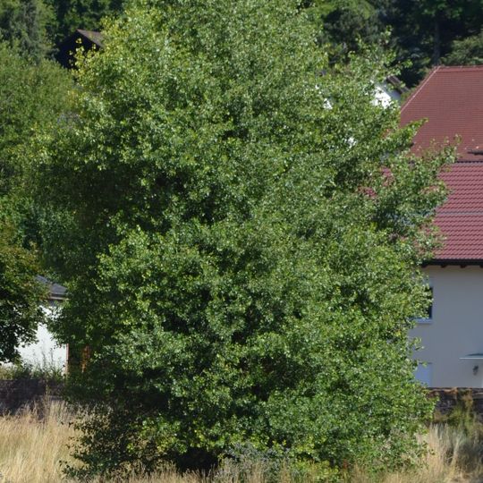 1 Schwarzpappel Am Eicheler Weg