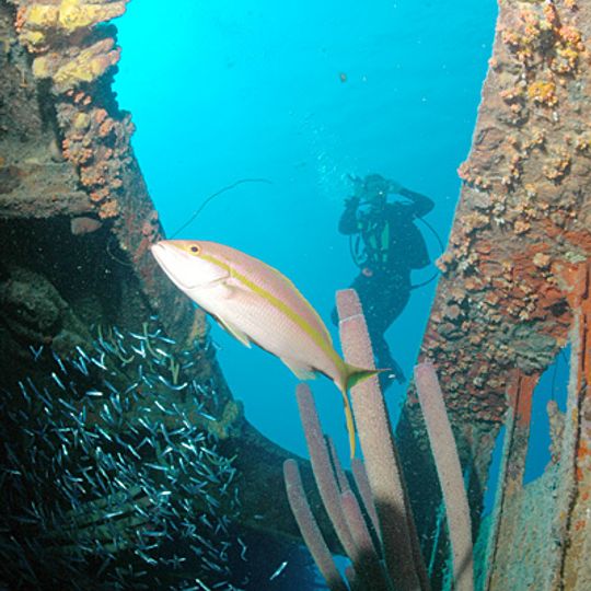 Hilma Hooker