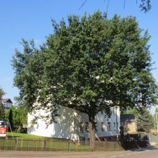 Friedenseiche mit Gedenkstein