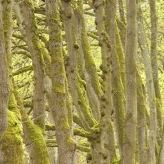 Extensivwiesen und Ameisenbläulinge in und um Aschaffenburg