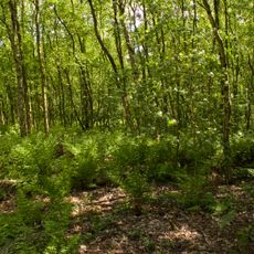 Birch Moss Covert Nature Reserve