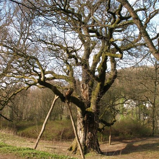 Birnam Oak