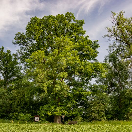 Jilm od Lenešické tůňky