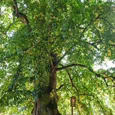 Pivoňské lípy II.