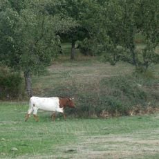 Campo de Yeltes