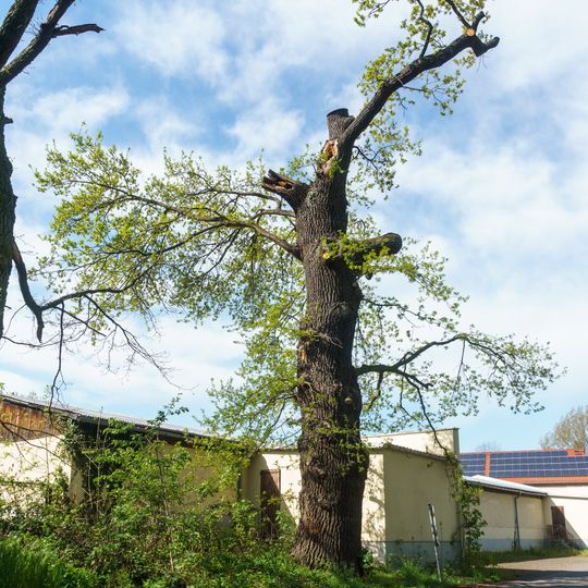Quercus robur in Bornitz