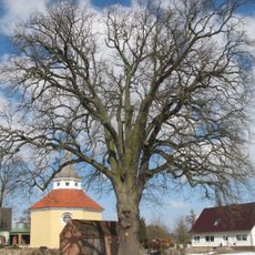 Naturdenkmal Eiche Dorfanger in Glienicke