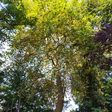 Árvore isolada em Estação do Elevador do Bom Jesus do Monte