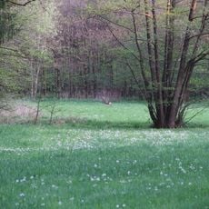 Feuchtwiese Heiligen