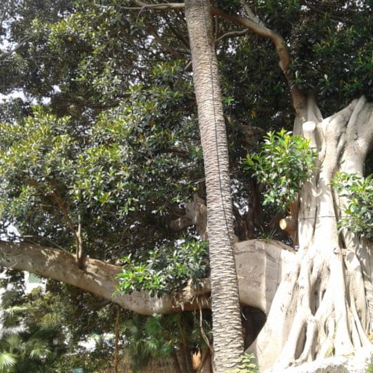Ficus del museo Bicknell