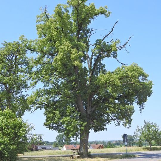 1 Linde oberhalb Steinbach