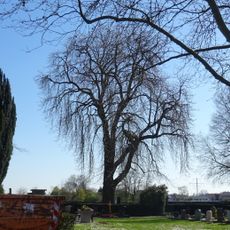 Rosskastanie im Schwanheimer Friedhof