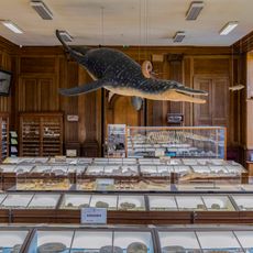 Muséum d'histoire naturelle d’Angers