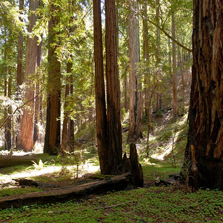 Montgomery Woods State Natural Reserve