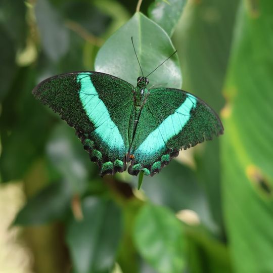 L'île aux papillons