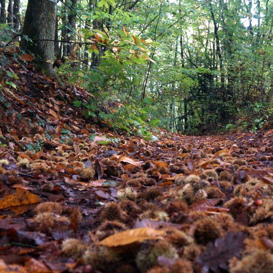 Haardtrand - Geraide