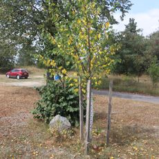 Lípa republiky v Kožichovicích