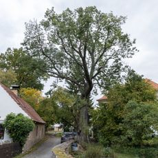 Jasan v Hřebečníkách